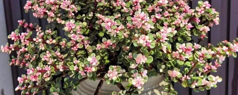 金枝玉叶的主干为何会干瘪，可能是土壤板结、缺光、缺肥等因素所致