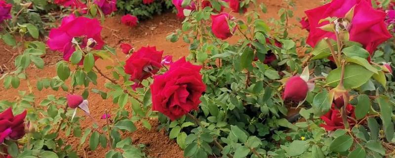 玫瑰花的特点，其花序呈圆锥形