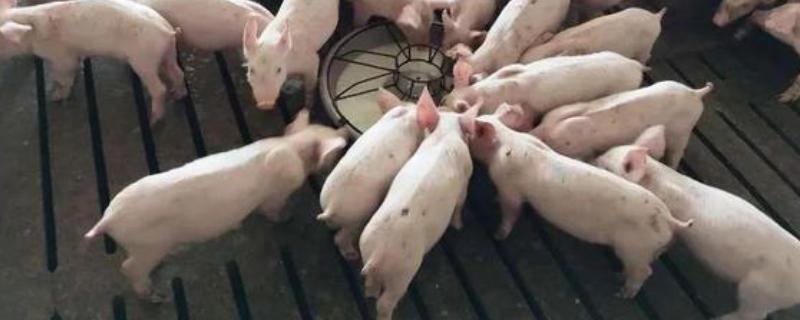 25天小猪断奶不吃饲料怎么办，可将料打湿后捏团灌服