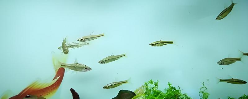 麦穗鱼产卵过多久才会孵化，经过2-7天左右就会孵出小鱼