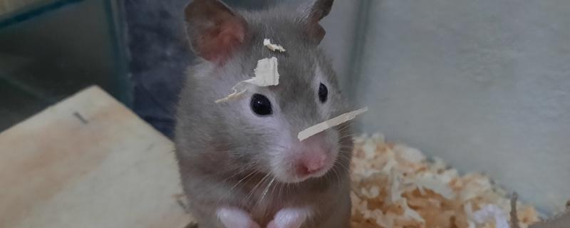 公母仓鼠鉴别方法，可从生殖器、性格等方面做判断