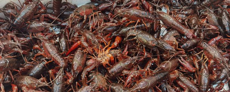 小龙虾几月份上市，5-9月份会集中供应
