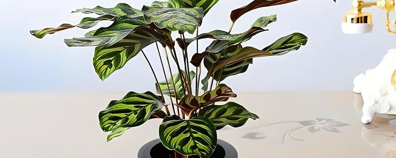 竹芋施肥用哪种肥料，主要以有机肥料为主