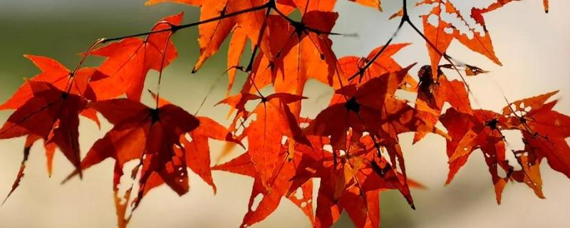 枫树有什么品种，常见红枫、日本枫树等种类