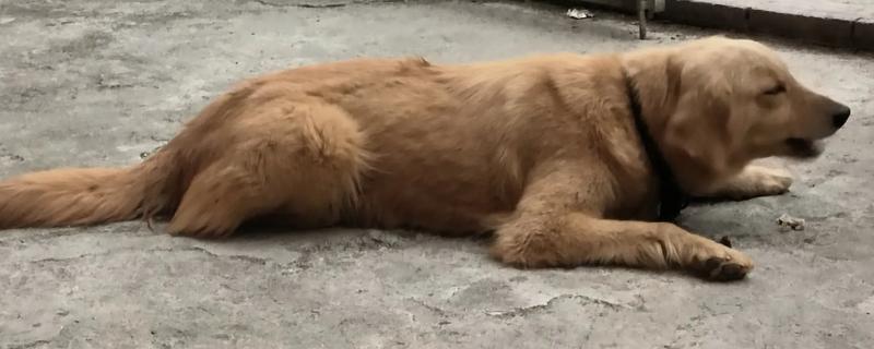 金毛尿频如何处理，让它外出排尿并及时就医