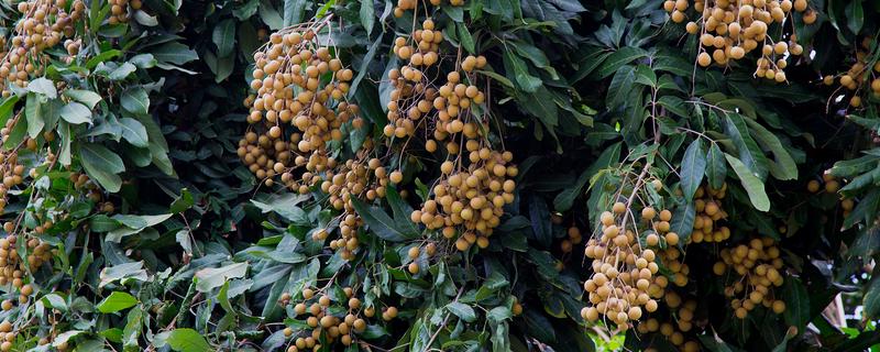 盆栽桂圆几年可以结果，5年左右可以结果