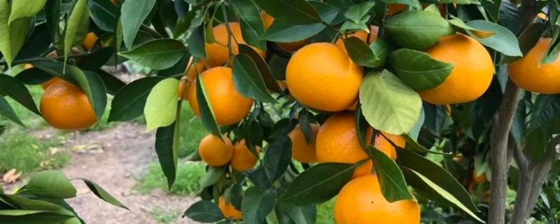 黄美人柑橘品种简介，一般在2-3月份成熟