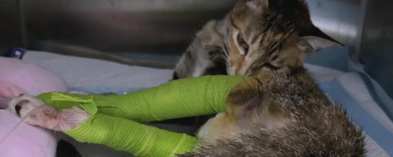 猫腿脱臼和骨折的区别，部位、症状、表现均不同