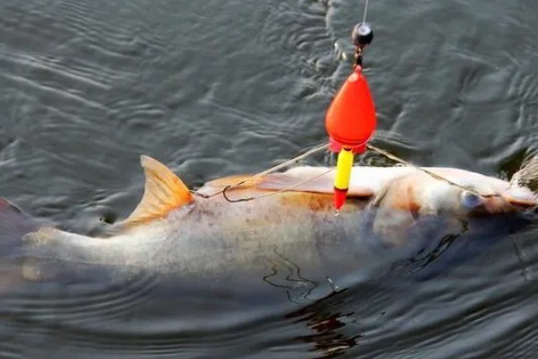 菜籽饼钓鲢鳙效果好不好，要跟一定量的水进行混合才能使用