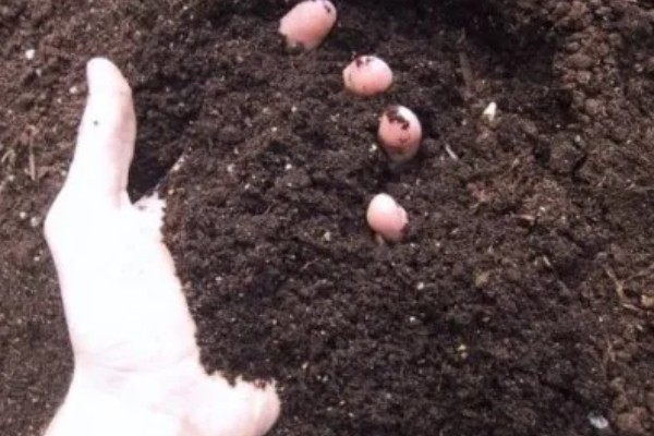 苹婆种子如何种植，播种前放入百菌清药剂中泡种