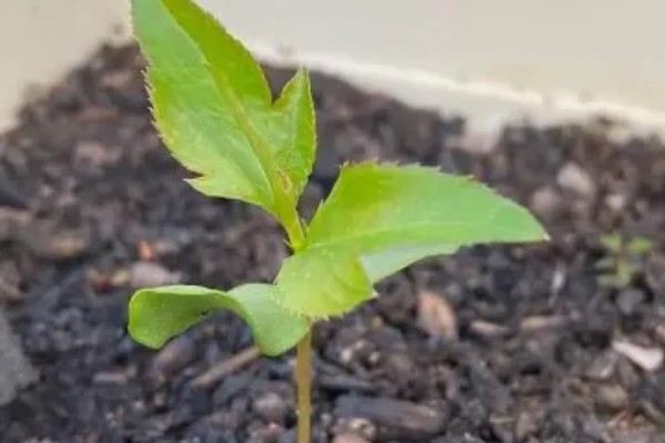 苹婆种子如何种植，播种前放入百菌清药剂中泡种