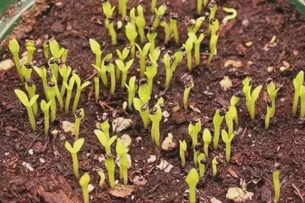 苹婆种子如何种植，播种前放入百菌清药剂中泡种