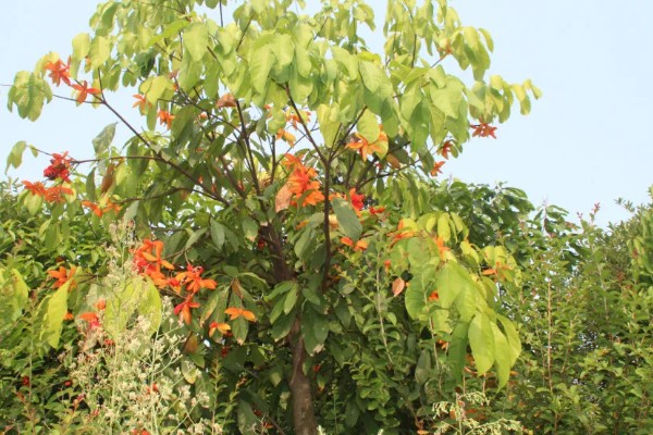 苹婆种子如何种植，播种前放入百菌清药剂中泡种