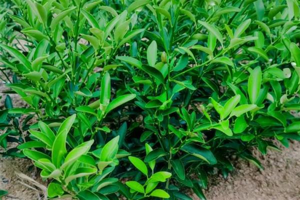 金桔苗的育苗方式，播种前先浸种