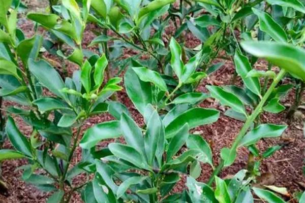 金桔苗的育苗方式，播种前先浸种