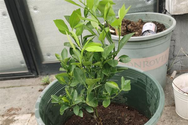 金桔苗的育苗方式，播种前先浸种