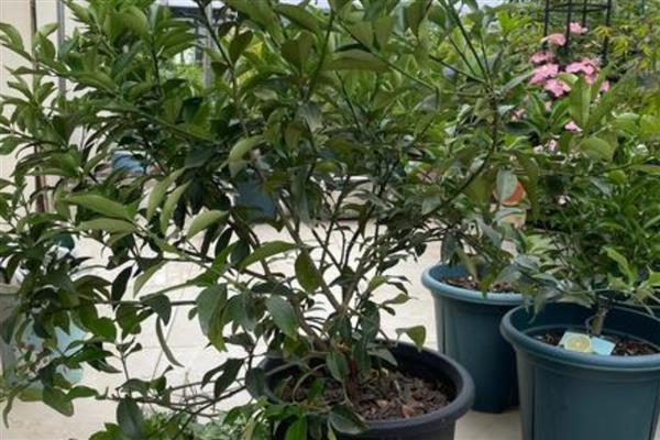 金桔苗的育苗方式，播种前先浸种