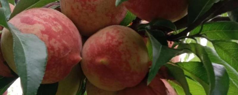 怎么种植血桃，先将种子浸泡5-7天