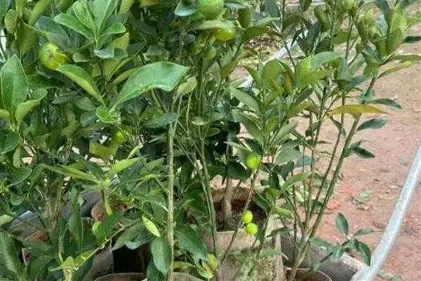 金桔苗的育苗方式，播种前先浸种