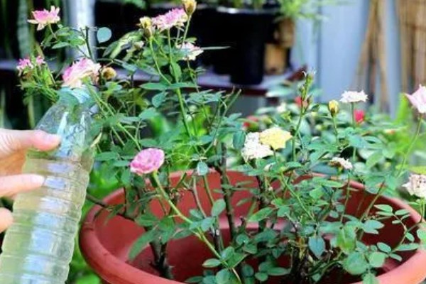 盆栽月季怎么施肥，肥料要埋在花盆边缘