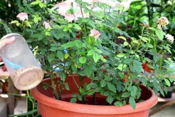 盆栽月季怎么施肥，肥料要埋在花盆边缘