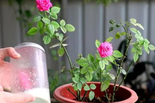 盆栽月季怎么施肥，肥料要埋在花盆边缘