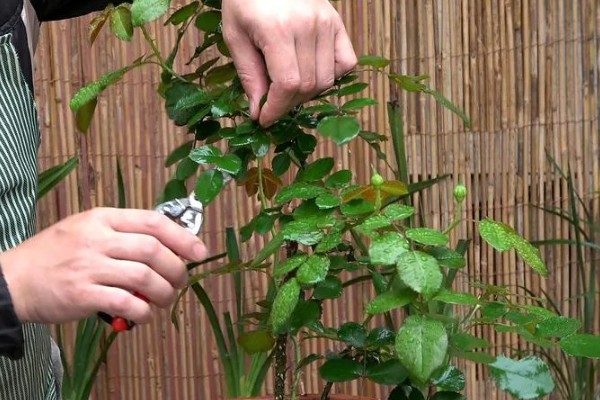 盆栽月季怎么施肥，肥料要埋在花盆边缘