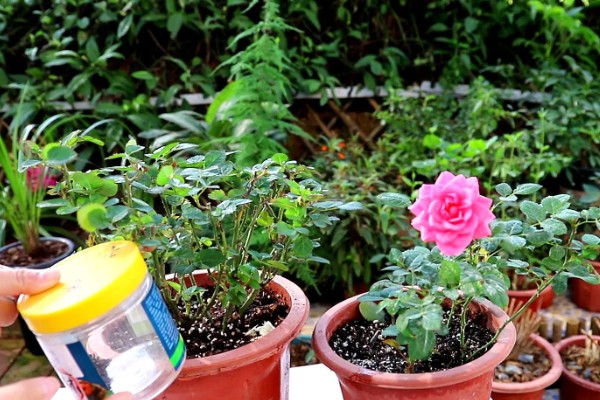 盆栽月季怎么施肥，肥料要埋在花盆边缘