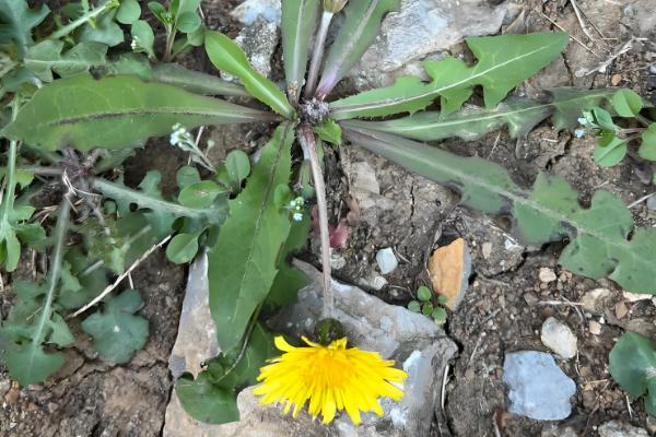 蒲公英在什么季节开花，在4月份开花