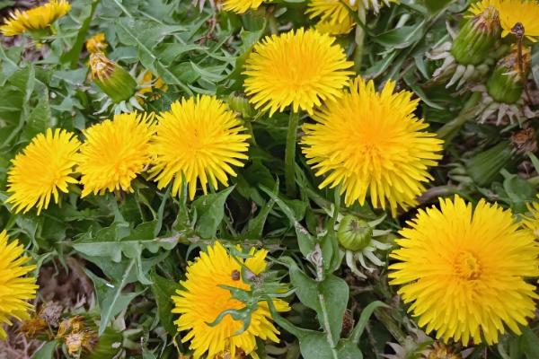 蒲公英在什么季节开花，在4月份开花