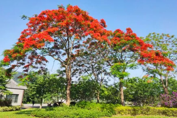 凤凰树的开花时间,在6月份到7月份绽放