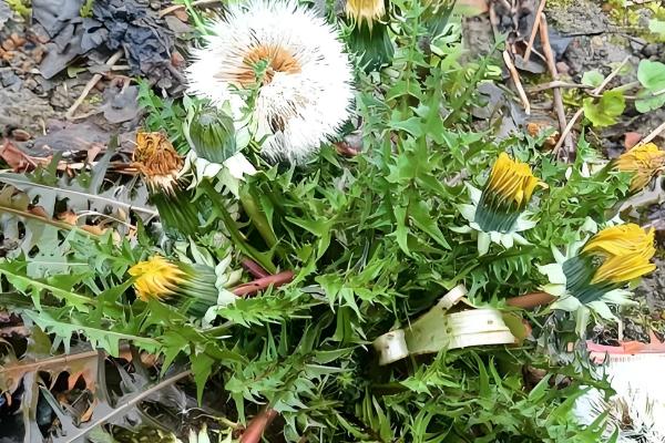 蒲公英在什么季节开花，在4月份开花