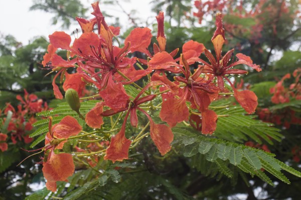 凤凰树的开花时间,在6月份到7月份绽放