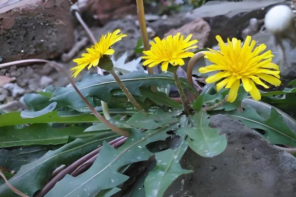 蒲公英在什么季节开花，在4月份开花