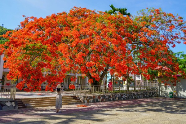 凤凰树的开花时间,在6月份到7月份绽放