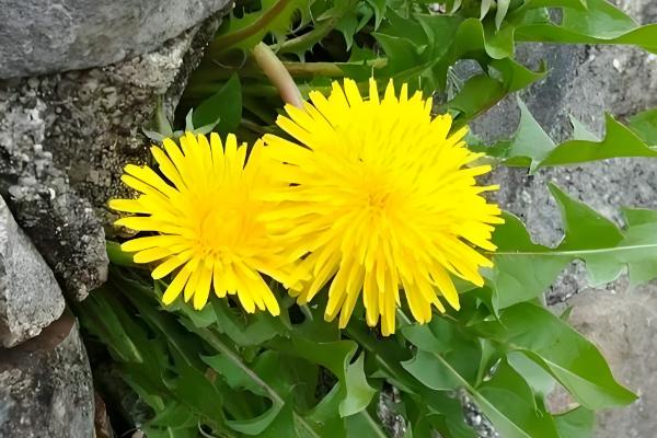 蒲公英在什么季节开花，在4月份开花