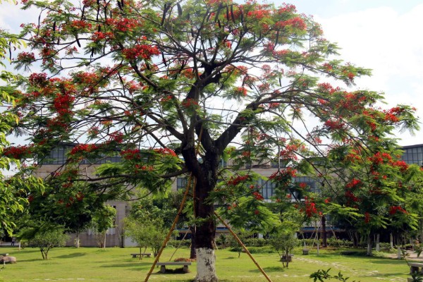 凤凰树的开花时间,在6月份到7月份绽放