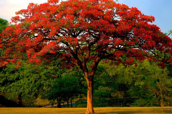 凤凰树的开花时间,在6月份到7月份绽放