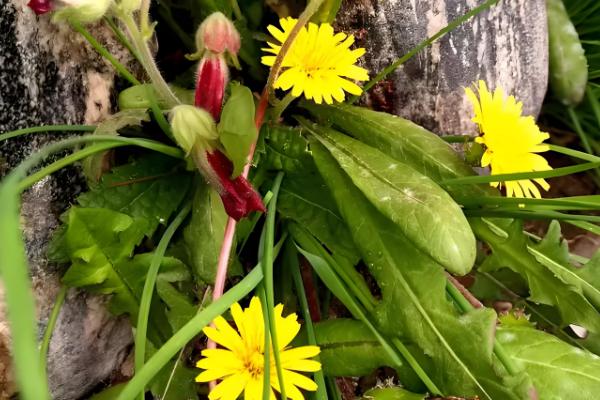 蒲公英在什么季节开花，在4月份开花