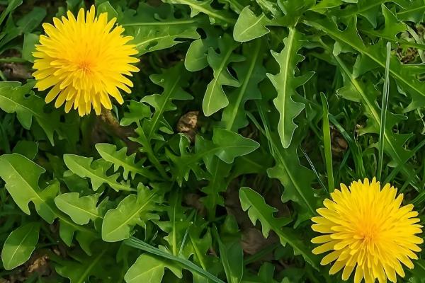 蒲公英在什么季节开花，在4月份开花