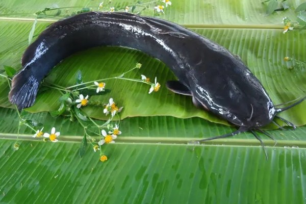 鲶鱼是海鱼还是河鱼，有些属于海鱼有些属于河鱼