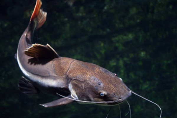 鲶鱼是海鱼还是河鱼，有些属于海鱼有些属于河鱼