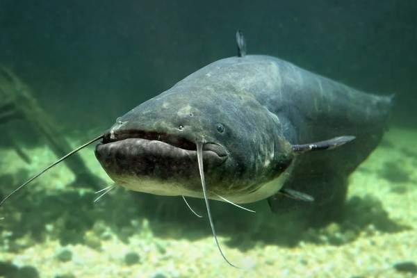 鲶鱼是海鱼还是河鱼，有些属于海鱼有些属于河鱼