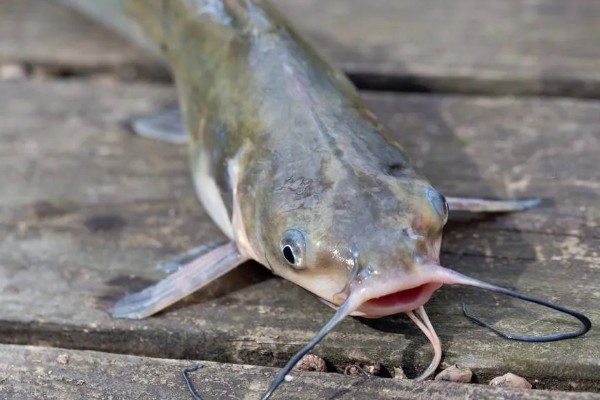鲶鱼是海鱼还是河鱼，有些属于海鱼有些属于河鱼
