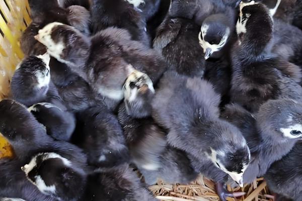 火鸡苗可以在哪里买,可以在当地的生态农业公司买