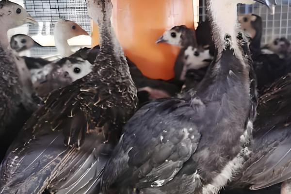 火鸡苗可以在哪里买,可以在当地的生态农业公司买