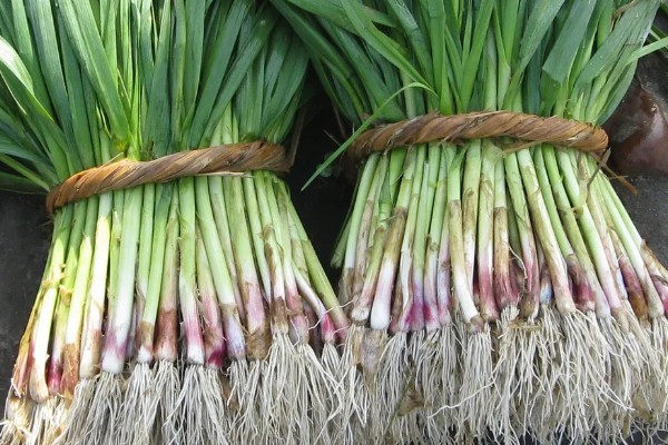 蒜苗有哪些营养价值,含有大量的辣素