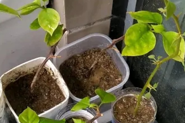 观音豆腐叶是哪种树,是斑鸠树的叶子
