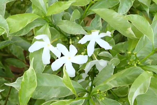 云香花的简介,属于草本植物,花朵呈淡黄色