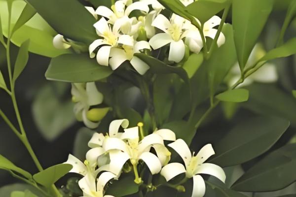 云香花的简介,属于草本植物,花朵呈淡黄色